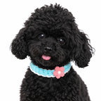 Blue Crochet Flower Pet Collar on Black Dog
