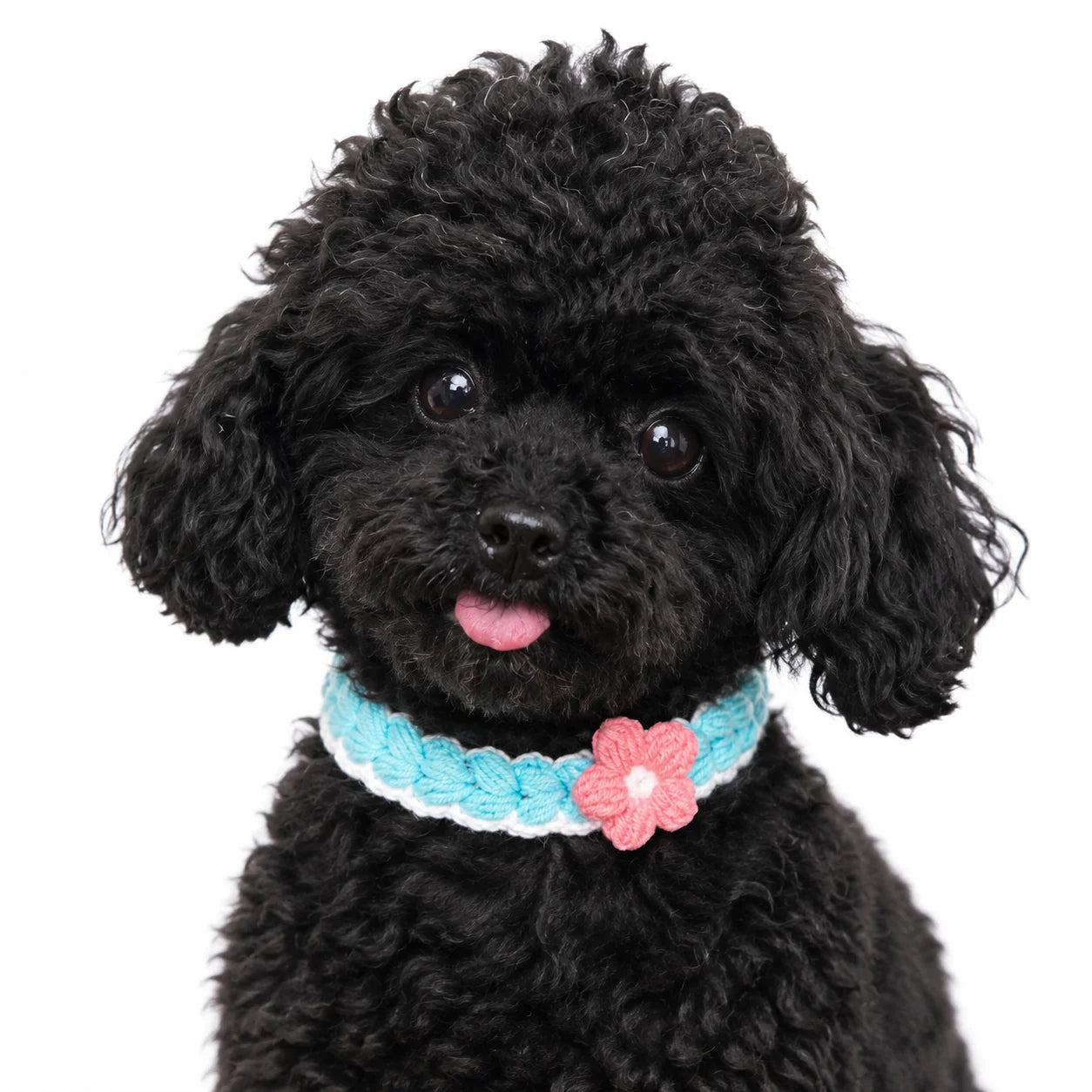 Blue Crochet Flower Pet Collar on Black Dog