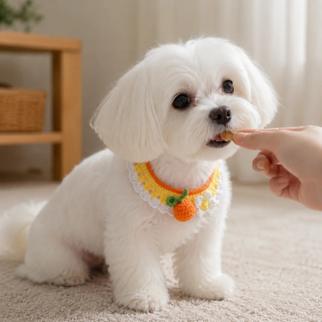 Maltese dog enjoying treats in orange knit pet collar