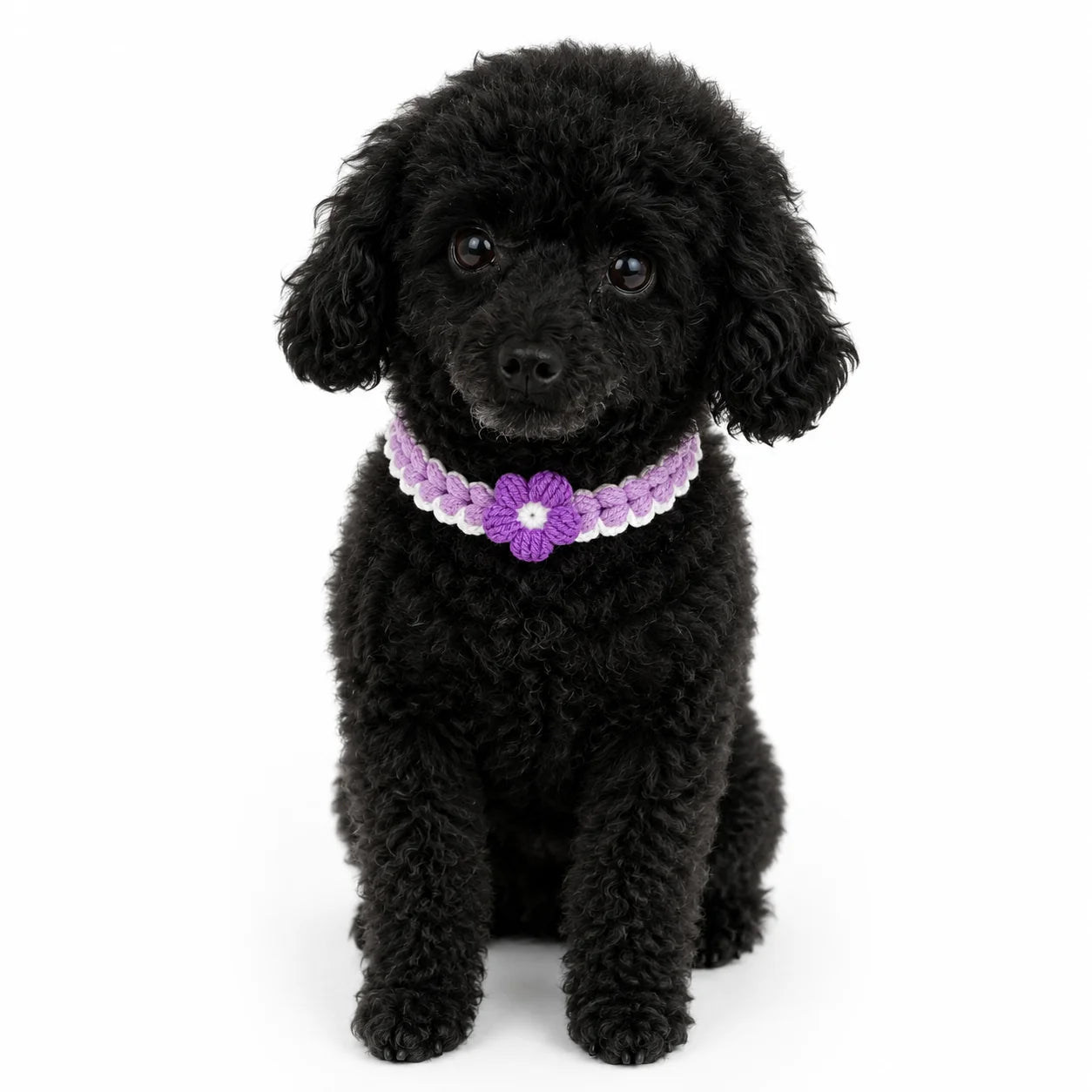 Purple Crochet Flower Pet Collar on dog