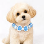 Dog Wearing Blue Crochet Collar