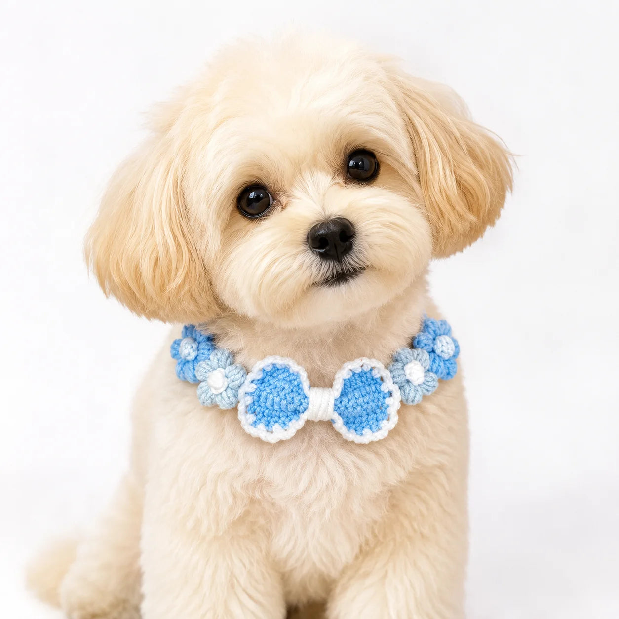 Dog Wearing Blue Crochet Collar