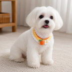 Maltese dog wearing orange knit pet collar with flower and fruit charm