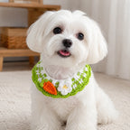 Maltese dog wearing carrot artisan knit pet collar